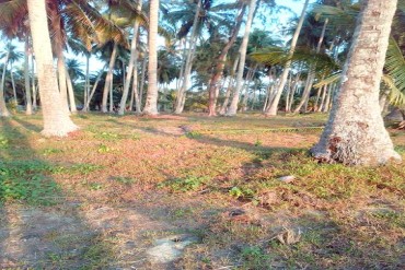 image 8 GPPL0150 Beachfront land 53 Rai (84800 sq/m) in Koh Kood island for sale